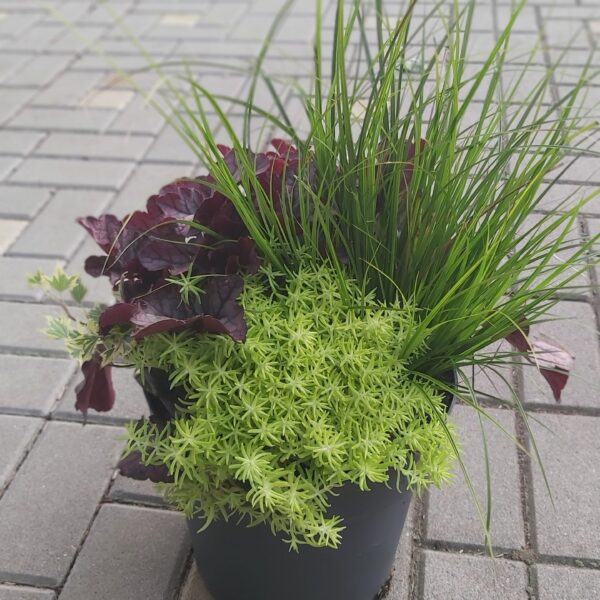 Mísa osázená 'Herbstzauber'