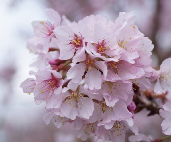 Prunus incisa 'Cunera'-stromková KM50