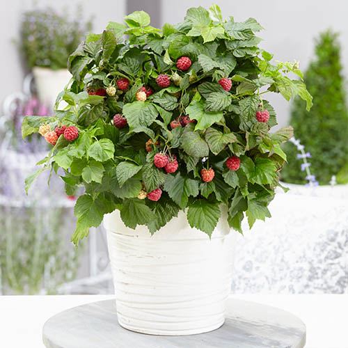 Rubus idaeus BonBonBerry 'Yummy'® - 330039