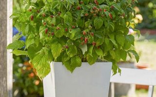 Rubus idaeus BonBonBerry 'Yummy'® - 330039 2