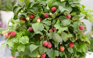 Rubus idaeus BonBonBerry 'Yummy'® - BonBonBerry Yummy