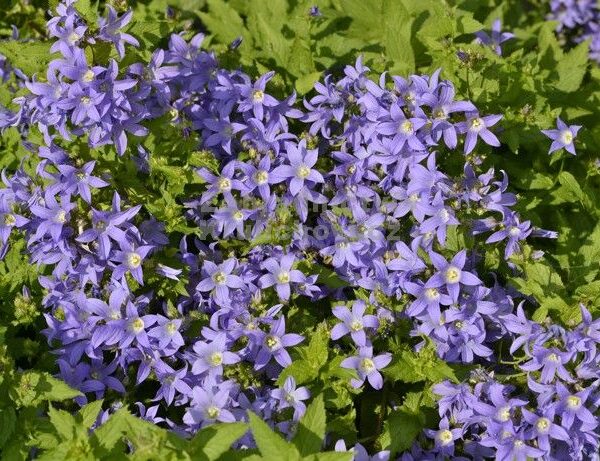 Campanula lactiflora 'Prichard's Varietät' | 'Prichard's Variety'