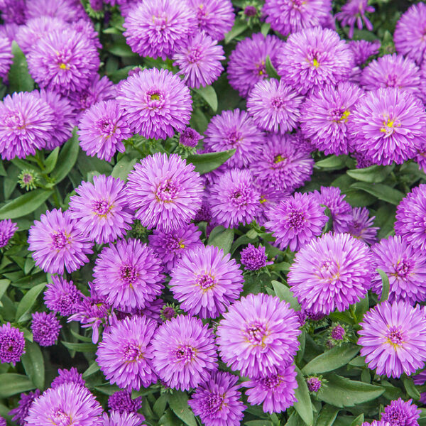 Aster novi-belgii 'Showmaker'