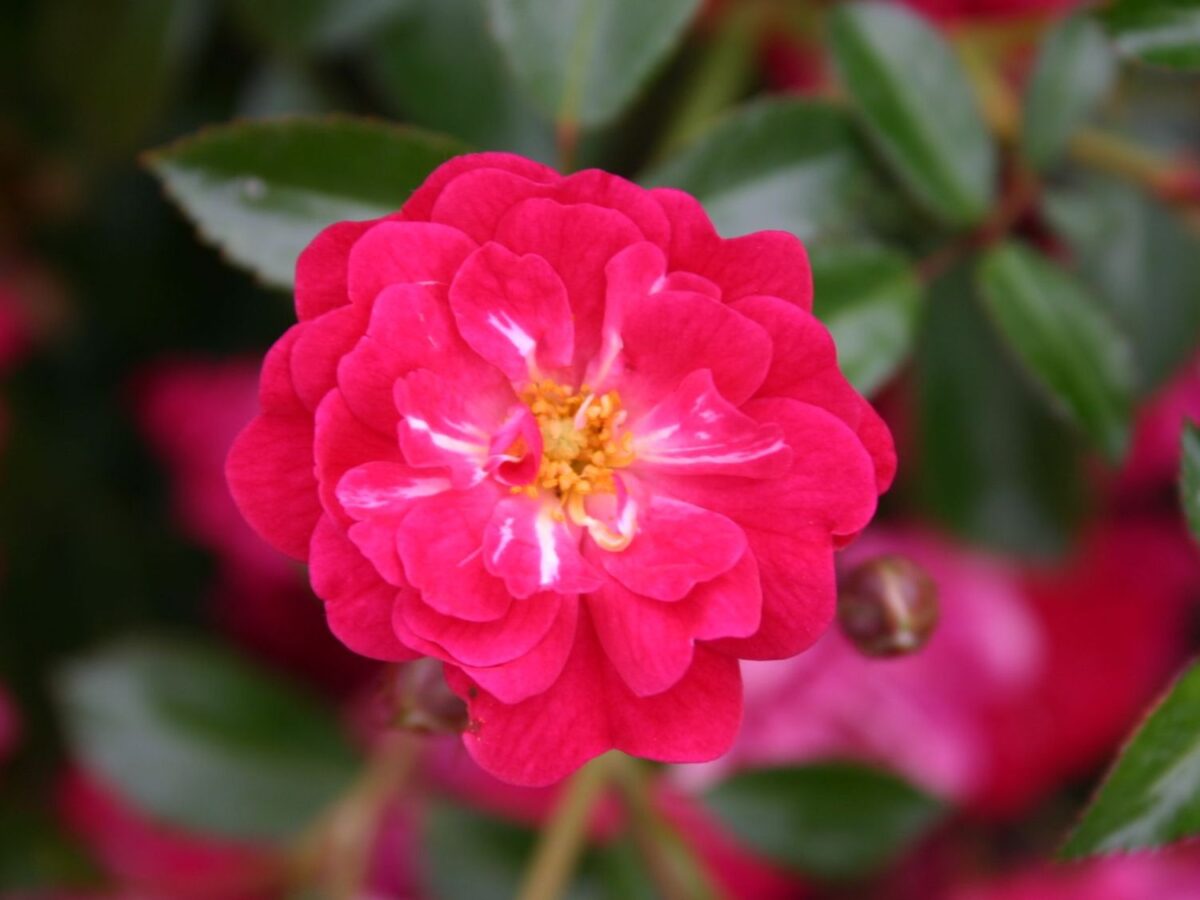 Rosa 'Fairy Queen'® - Image 3