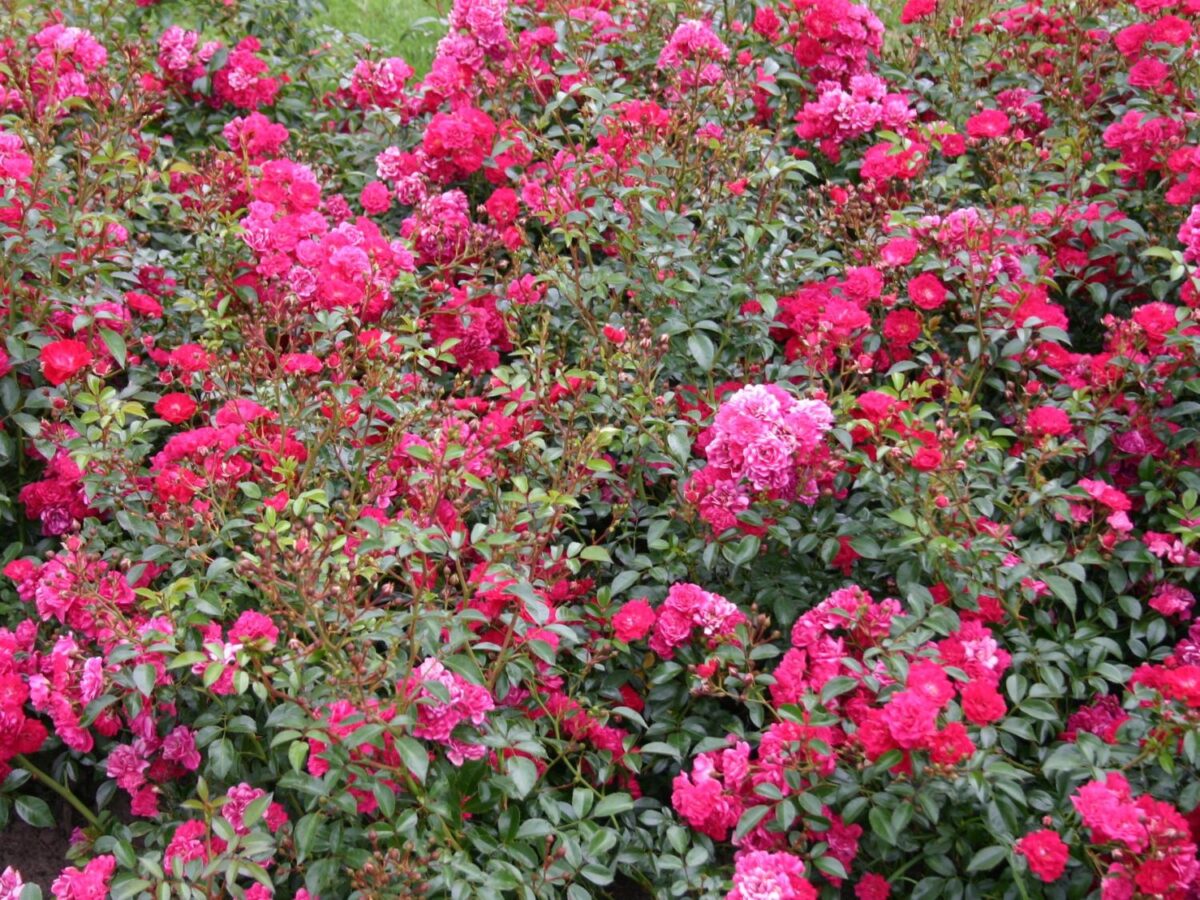 Rosa 'Fairy Queen'® - Image 2