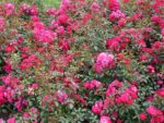 Rosa 'Fairy Queen'® - Image 2