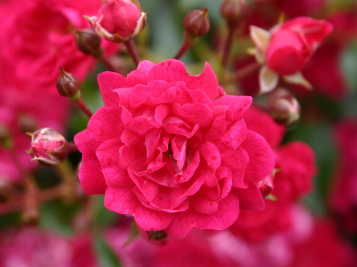 Rosa 'Fairy Queen'® - Image 1