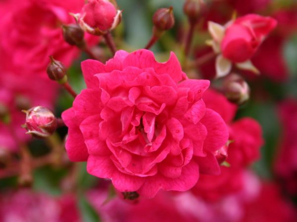 Rosa 'Fairy Queen'® - bodendeckerrose fairy queen m005722 w 1
