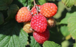 Rubus idaeus BonBonBerry 'Yummy'® - himbeere bonbonberry yummy m115072 h 0