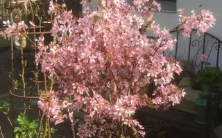 Prunus nipponica 'Ruby'-stromková - kurilenkirsche ruby m009841 193676 0