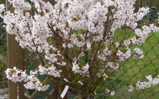 Prunus nipponica 'Ruby'-stromková KM50 - kurilenkirsche ruby m009841 428005 0