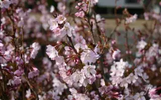 Prunus nipponica 'Ruby'-stromková - kurilenkirsche ruby m009841 w 1
