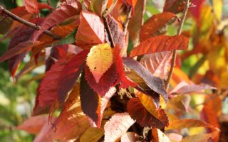 Prunus nipponica 'Ruby'-C7,5L, keř - kurilenkirsche ruby m009841 w 4