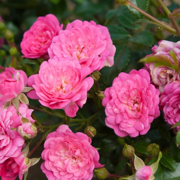Rosa 'Lovely Fairy'®