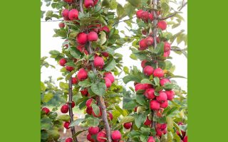 Jabloň ´Appletini´® Mini jabloň Appletini, samosprašná, 75-100 CM - malus appletini 2