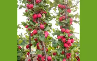 Jabloň ´Appletini´® Mini jabloň Appletini, samosprašná, 75-100 CM - malus appletini 2