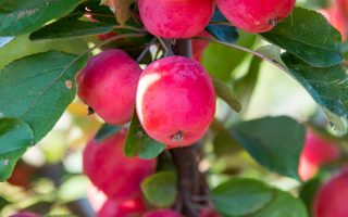 Jabloň ´Appletini´® Mini jabloň Appletini, samosprašná, 75-100 CM - malus appletini 5