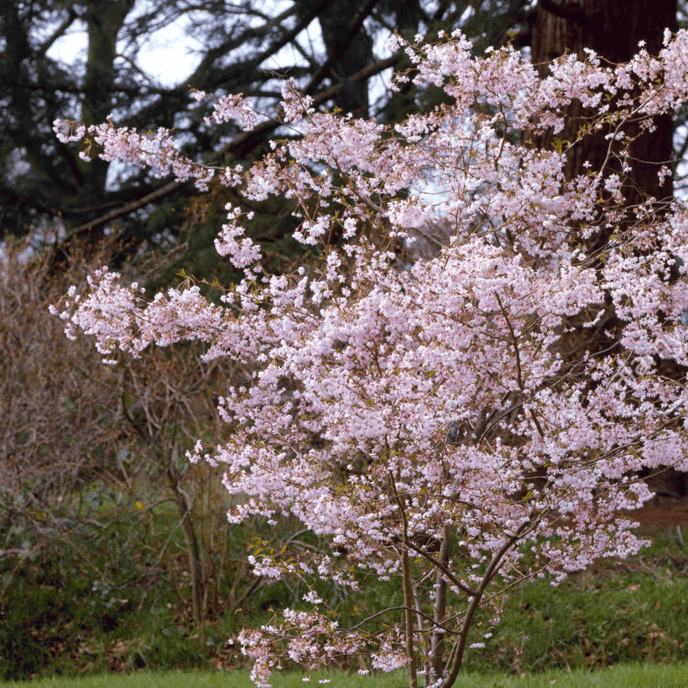 Prunus subhirtella 'Autumnalis Rosea'-C7,5L, keř - Zahradní centrum