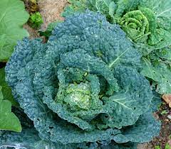 BRASSICA OLERACEA