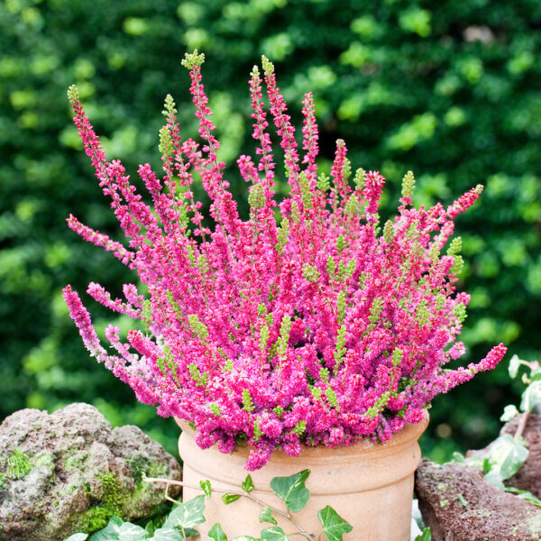 Calluna vulgaris 'Dark Beauty'