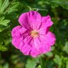 Geranium sanquineum 'Max Frei' - Kontejner, pr. 9 cm
