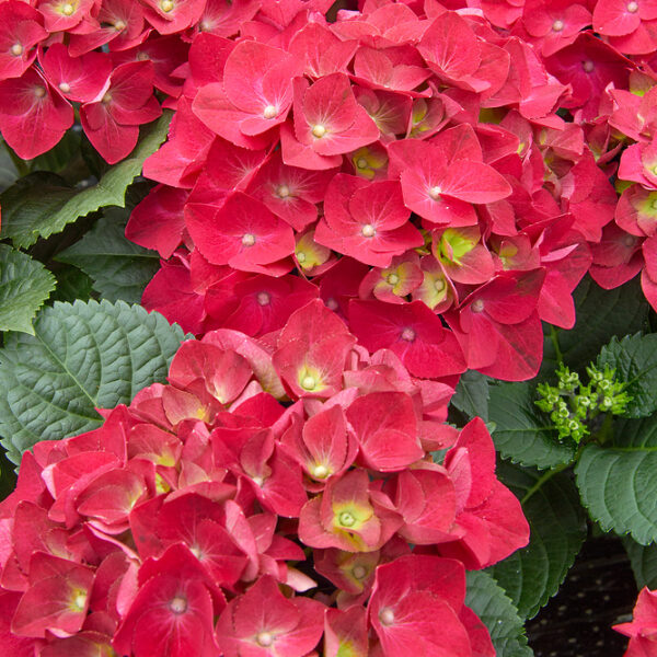 Hydrangea macrophylla 'HOT RED'