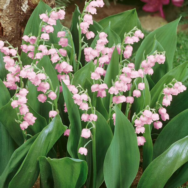 Convallaria majalis 'Rosea'