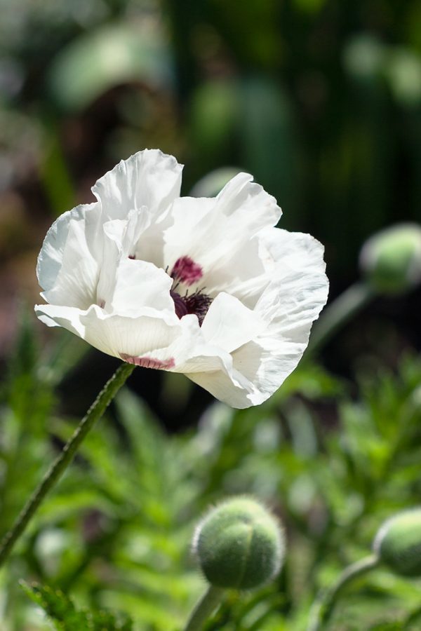 Papaver orientale 'Checkers' - N0925508 80