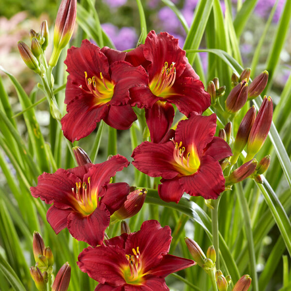 Hemerocallis hybrida 'Pardon Me'