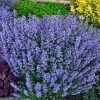 Nepeta x faassenii 'Purrsian Blue' - C3L