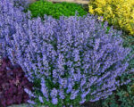 Nepeta x faassenii 'Purrsian Blue'