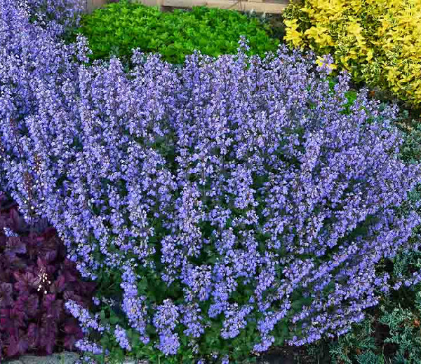 Nepeta x faassenii 'Purrsian Blue'