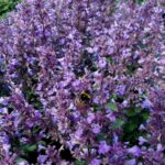 Nepeta x faassenii 'Purrsian Blue' - Image 2
