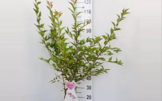 Prunus incisa 'Cunera'-keřová - prunus incisa cunera p27 vgb 144478