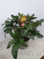 Helleborus Čemeřice 'Snow Dance'® - Image 3