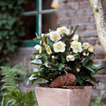 Helleborus Čemeřice 'Snow Dance'®