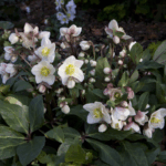 Helleborus Čemeřice 'Snow Dance'® - Image 4