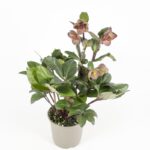 Helleborus Čemeřice 'Snow Dance'® - Image 2