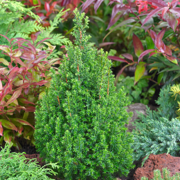 Chamaecyparis thyoides 'Top Point'