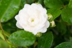 Rosa 'Crystal Fairy'® - Image 4