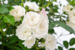 Rosa 'Crystal Fairy'® - Image 3