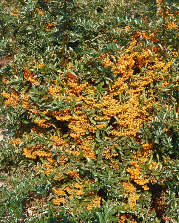 Pyracantha coccinea 'Golden Charmer' - 07 50 42 80