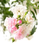 Rosa 'Crystal Fairy'® - Image 2