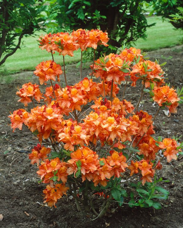 RHODODENDRON 'Glowing Embers' - 11 50 99 290 80
