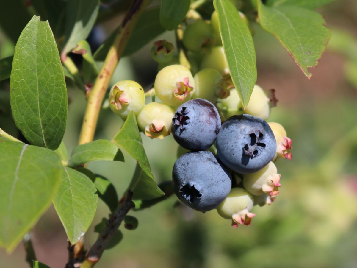 Vaccinium cor. 'Denise Blue' - Image 1