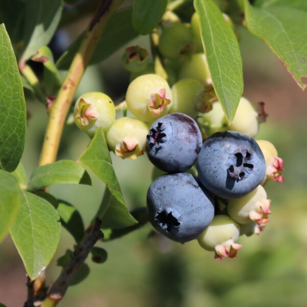 Vaccinium cor. 'Denise Blue'