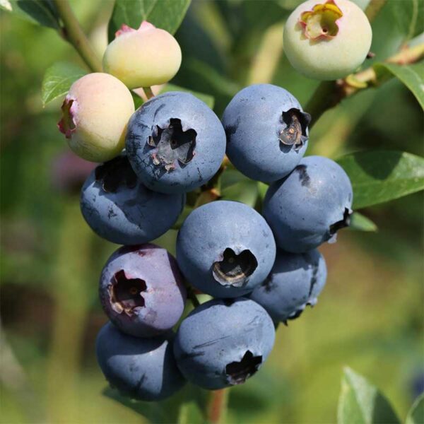 Vaccinium corymbosum ´Meader´
