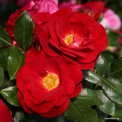 ROSA KORDES 2L Caracho® - Caracho 002