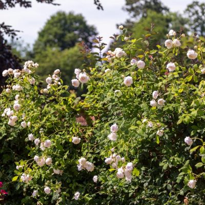 ROSA 'David Austin'® Claire Austin® - Claire Austin 3