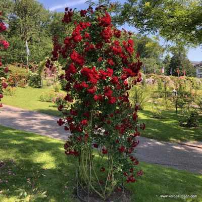 ROSA KORDES 2L-Crimson Siluetta® - Crimson Siluetta
